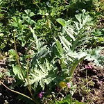 Eco Garten *