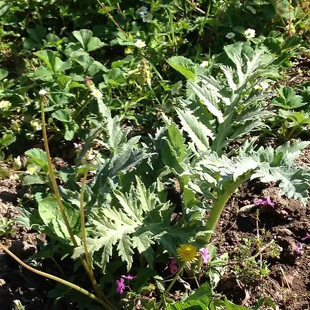 Eco Garten *