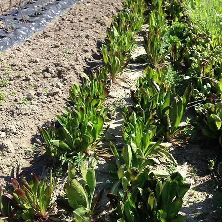 بيت ضيافة Eco Garten