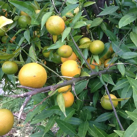 بيت ضيافة Eco Garten *