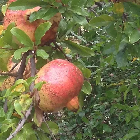 Eco Garten Shkoder