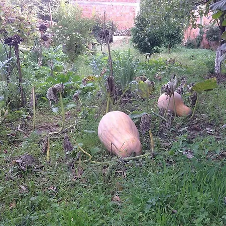 بيت ضيافة Eco Garten شكودر
