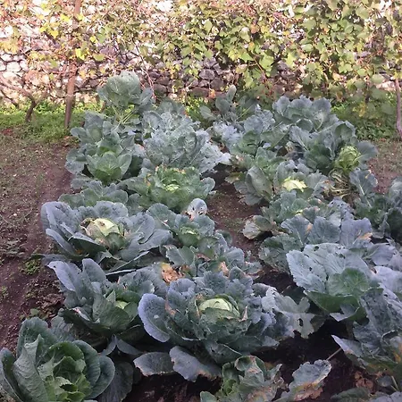 Eco Garten