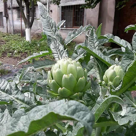 Eco Garten Guest house *