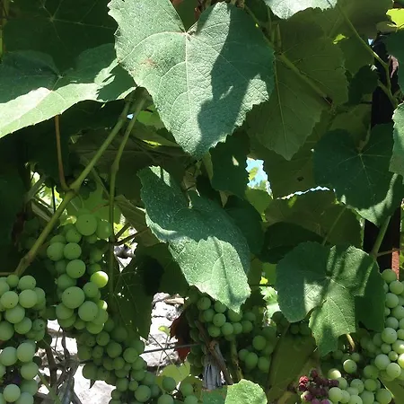 Eco Garten Shkoder