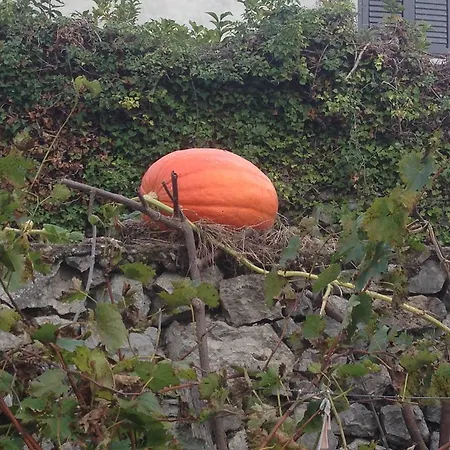 Penzion Eco Garten Shkodër