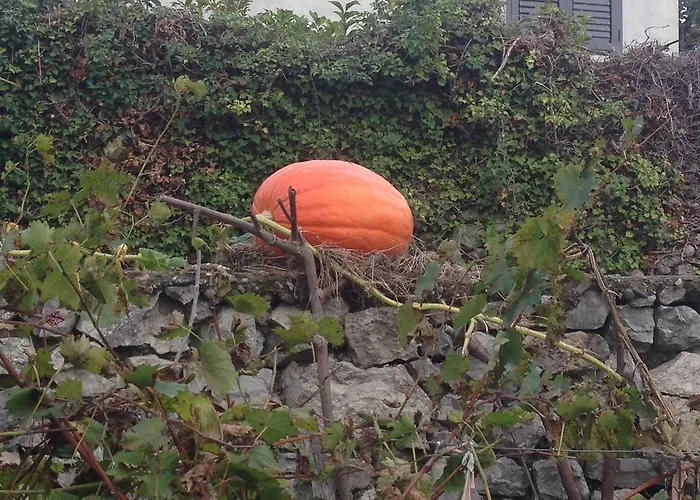 Penzion Eco Garten Shkodër
