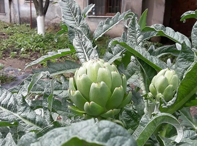 Eco Garten Penzion *